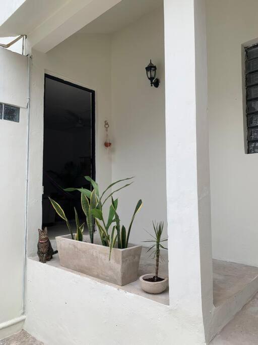 Private Full House With Pool And Cozy Patio Villa Valladolid  Ngoại thất bức ảnh